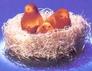 Les poussins du VHHC